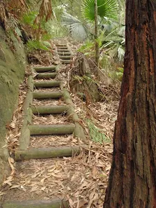 Timber steps on the Guringai Walk