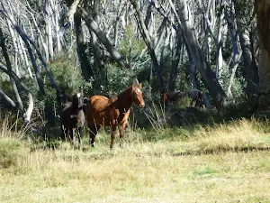 Brumbies at Cascade Hut
