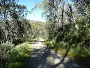 Walking along the Merritts Traverse through the tall forest