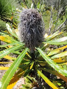 Banksia on Grass Tree Track