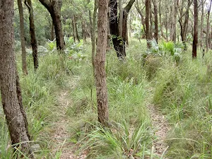 Open woodlands on Stockyard Spur Trk