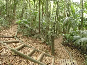 Bend it track at the Strangler Fig platform