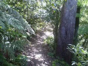 Prince Henry Cliff walk