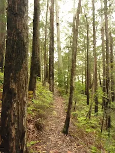 Track and forest near Muirs Lookout
