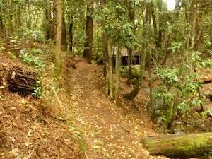 Track near the Pines campsite in the Watagans