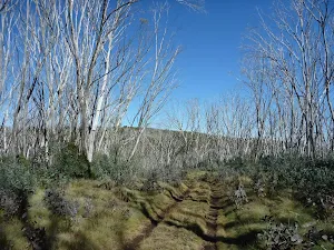 Line of dead snow gums on the Cascade Trail