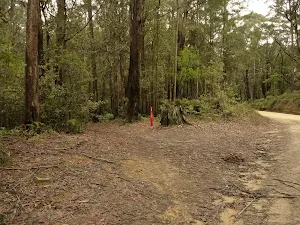 German Point Rd near Watagan Forest Rd in the Watagans