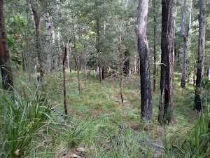 The southern edge of the forest