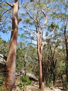 Large gums among the boulders