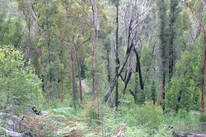 Surrounding bush- possible to see the other part of the biketrack below