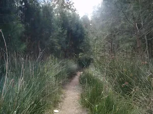 winding through some pine trees