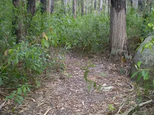 The Wallumarra Bushtrack