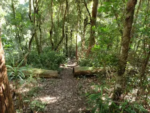 the path cleared