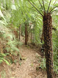 Fern Tree on the Guringai Walk