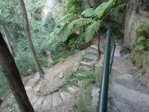 Steps in a fern tree filled valley