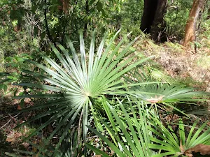 Palm on Warri Warri Track