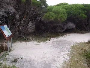 Track through thick vegetation