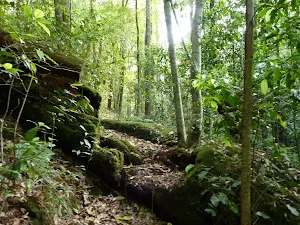 Moss and ferns characterise the Lyrebird trail
