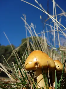 Mushroom on the Cascade Trail
