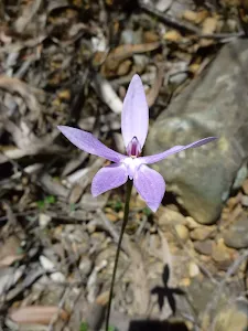 Wax Lip Orchid (Glossodia major) beside the Sublime Point Trail