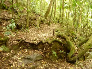 Track leaving Dora Creek near Abbotts Falls in the Watagans
