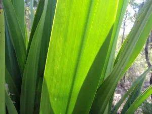 Some leaves
