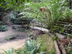 Ferns near Pool of Siloam