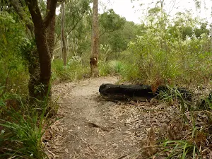 Walking track north of Galston Gorge Trackhead