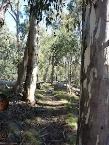 Tree hugging in Kosciuszko National Park