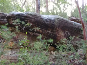 Rock outcrop next to track