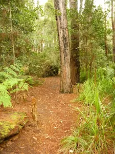 Track to the Pines picnic area in the Watagans