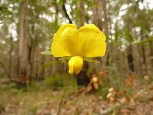 Pea flower near the pines picnic area