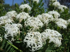 Slender Rice Flowers (Pimelea linifolia) near Cruwee Cove