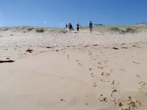 Walking back over the dune to access track