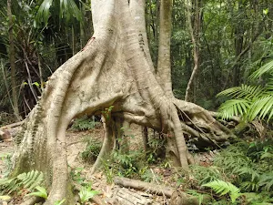 Strangler Fig