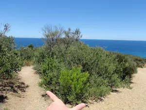 Left track leads to whale watching area