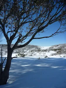 In the shade of the snow gum