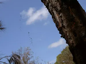 Spider web on Mackerel track
