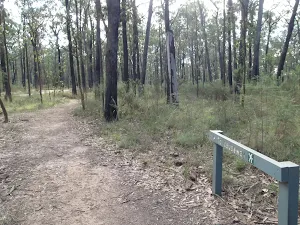 Euroka Track at the intersection with Mt Portal