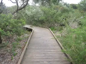 Timber boardwalk on Jennifer Street boardwalk