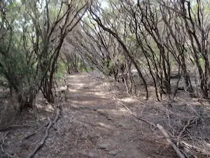 Track over Mt Trefle