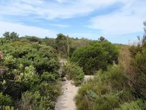 Track through the heath north of Garie Beach