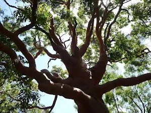 Large old tree on the Wallarah Pennisula Walk