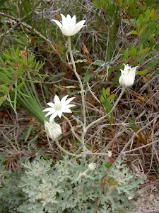 Actinotus helianthi (Flannel Flower)