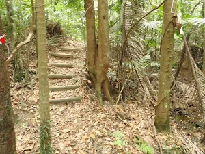 Dense forest