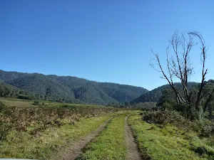 Looking along trail near Swampy Plains Creek
