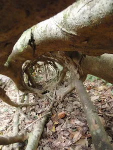 Inside the Strangler Fig Tube