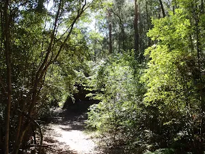 Thick vegetation along the way