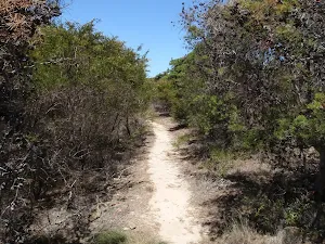 Track through the heath