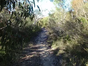 Thick heath vegetation on the Willunga track